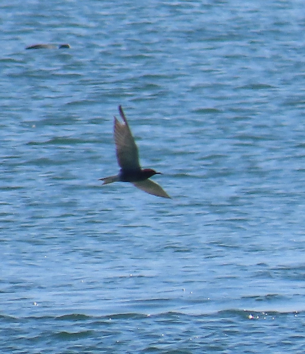 Black Tern - Thomas Brooks