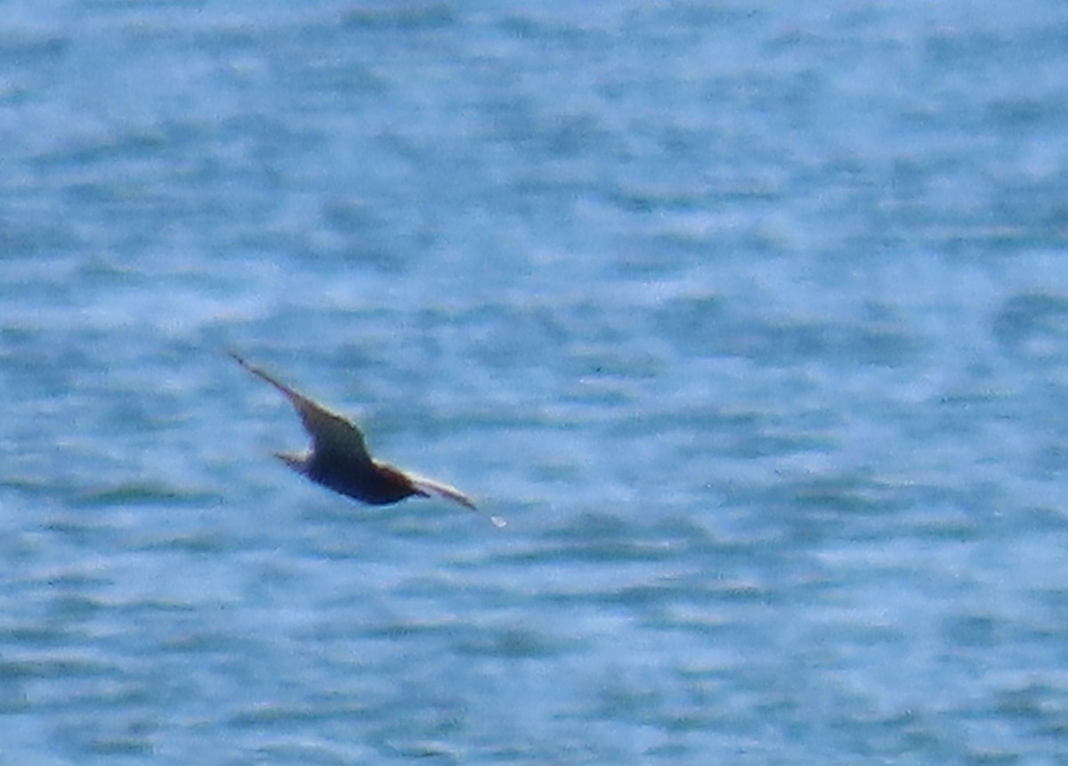 Black Tern - Thomas Brooks