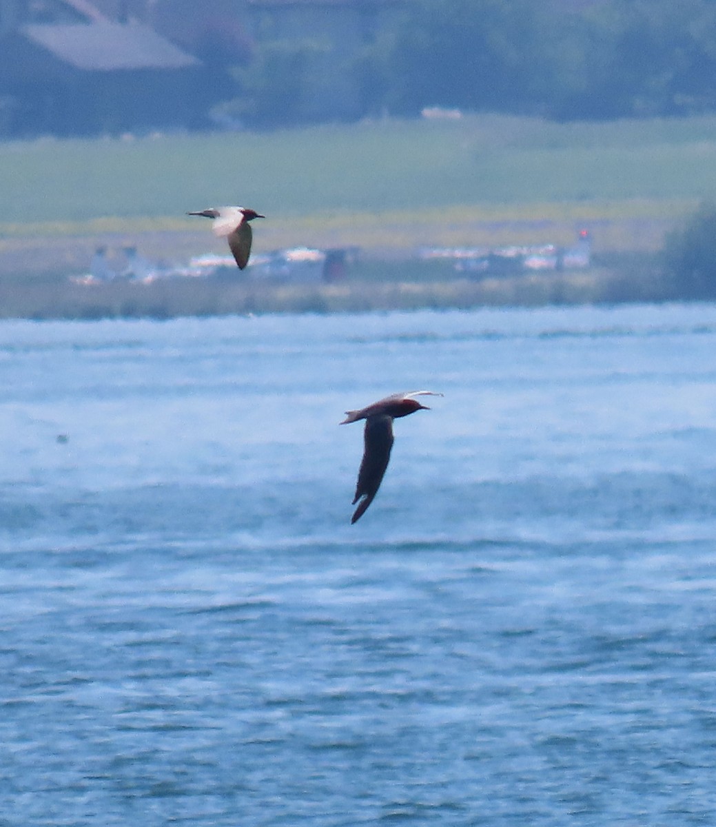 Black Tern - Thomas Brooks