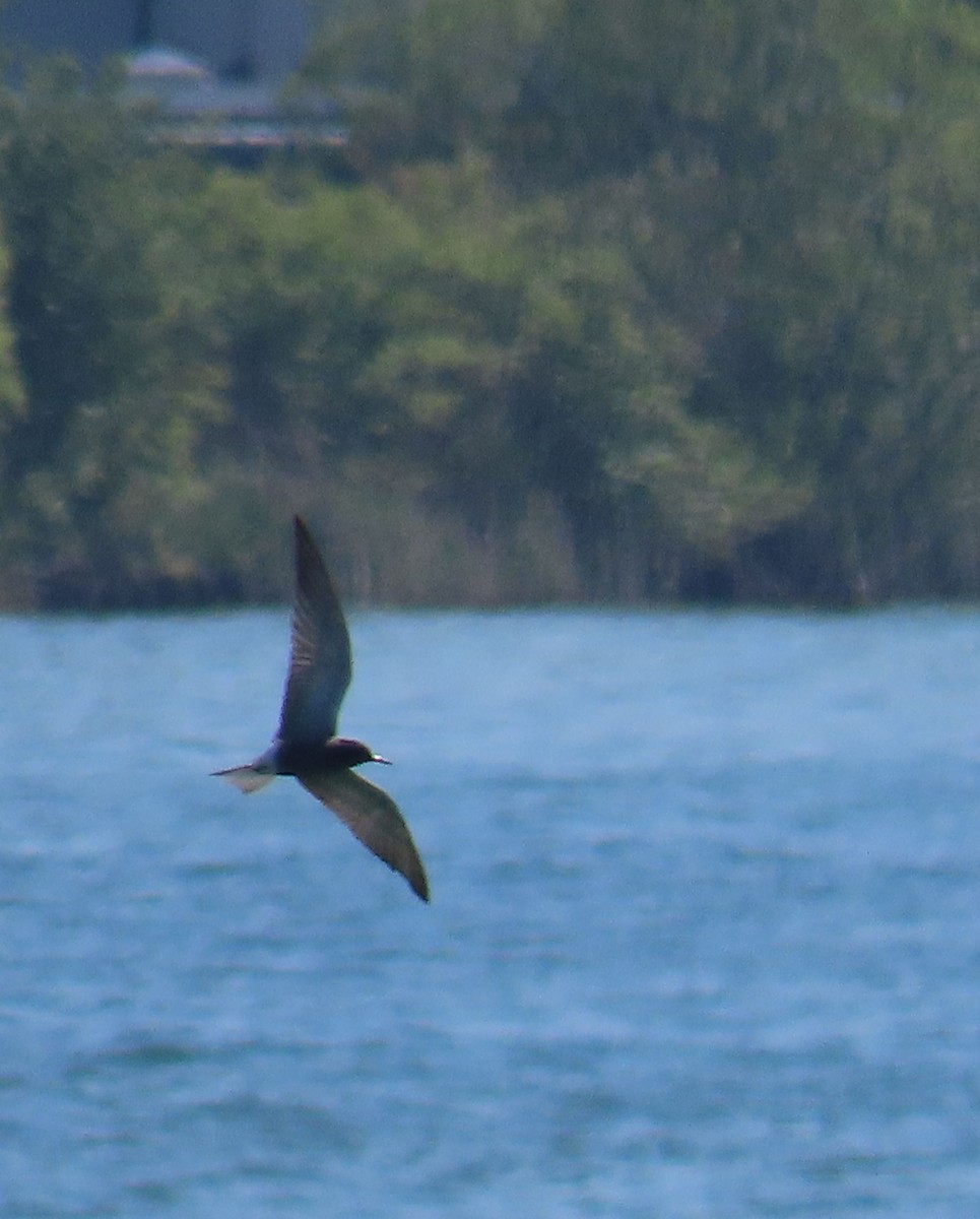 Black Tern - Thomas Brooks