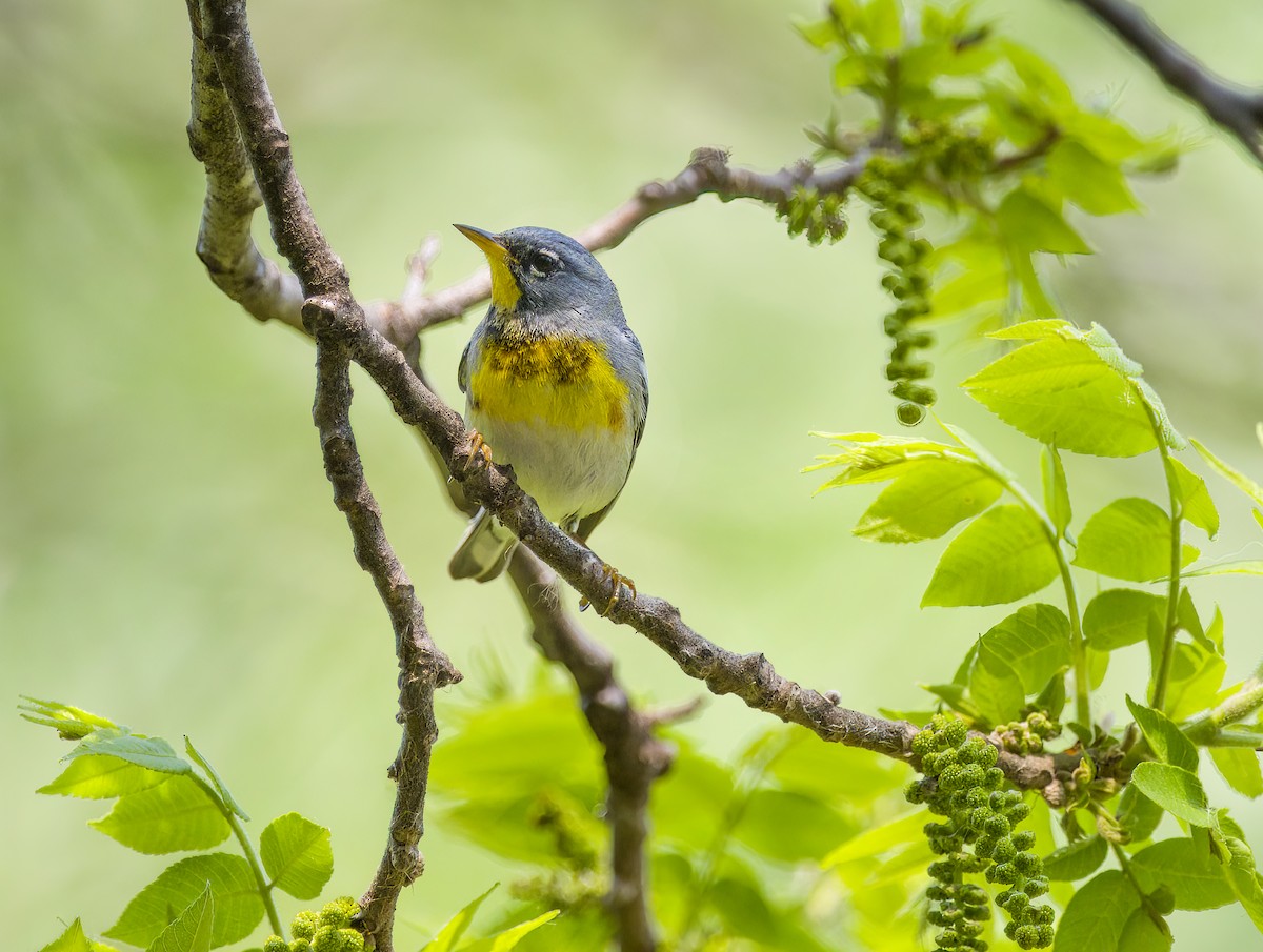 Northern Parula - Tom Gilde