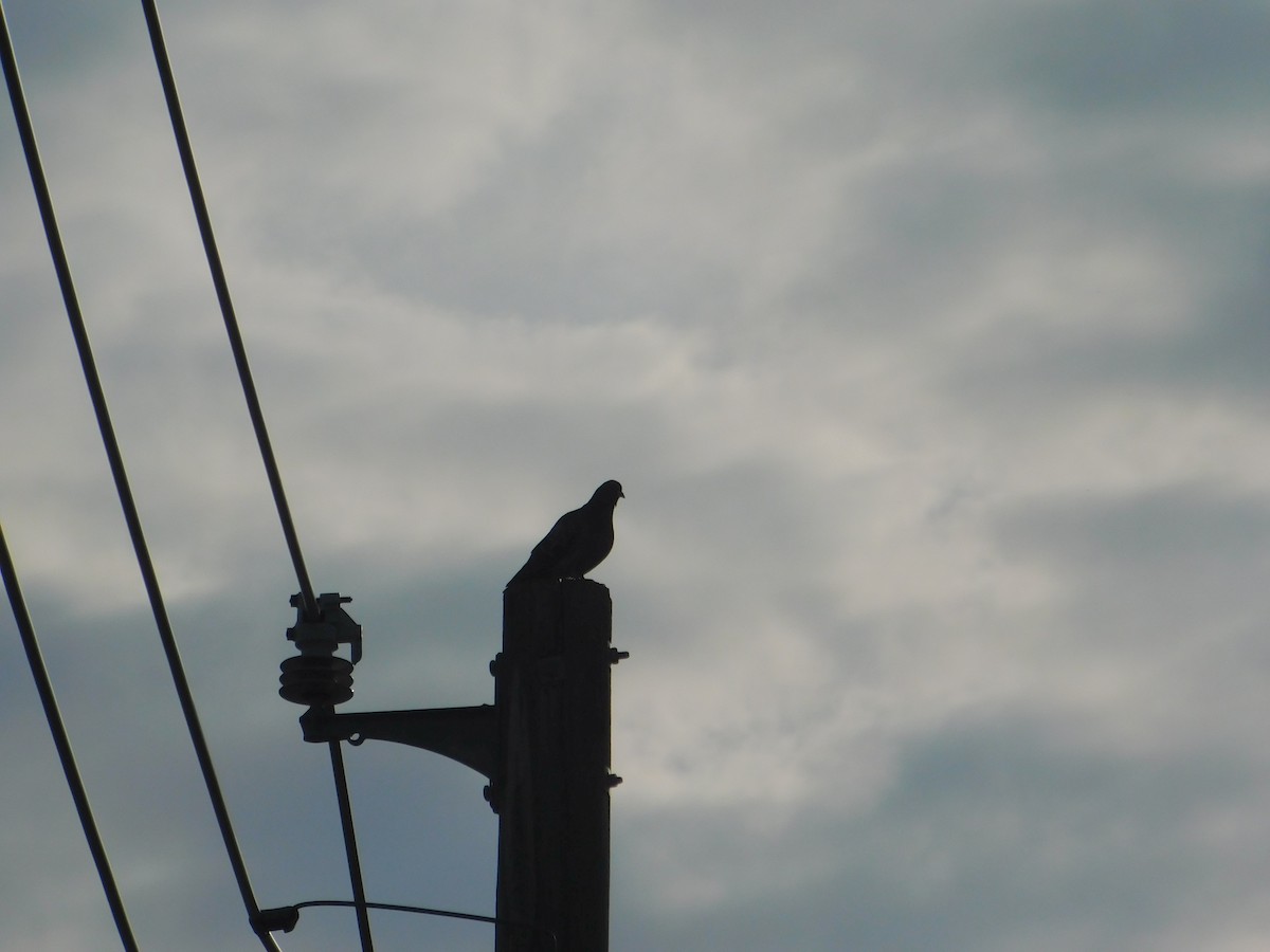 Rock Pigeon (Feral Pigeon) - Arrow Z L