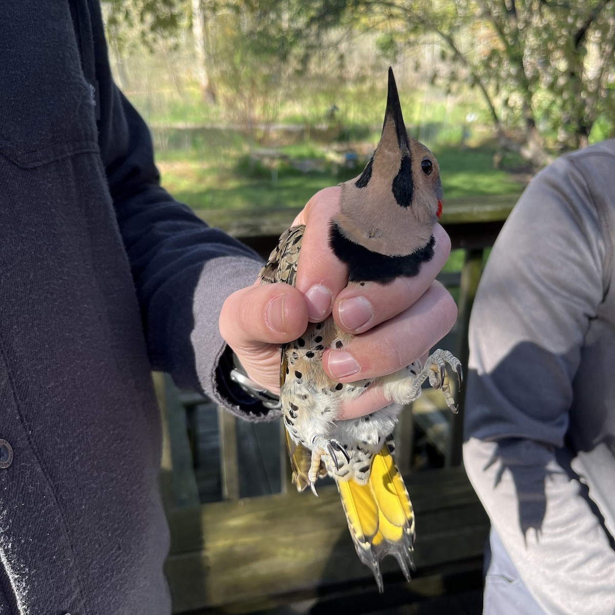 Northern Flicker - Jonah Tamez