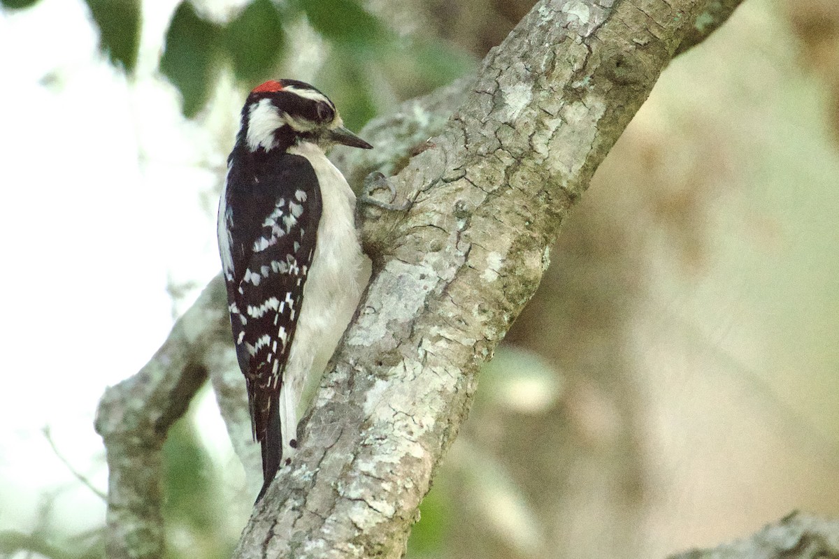 Downy Woodpecker - Debbie Metler