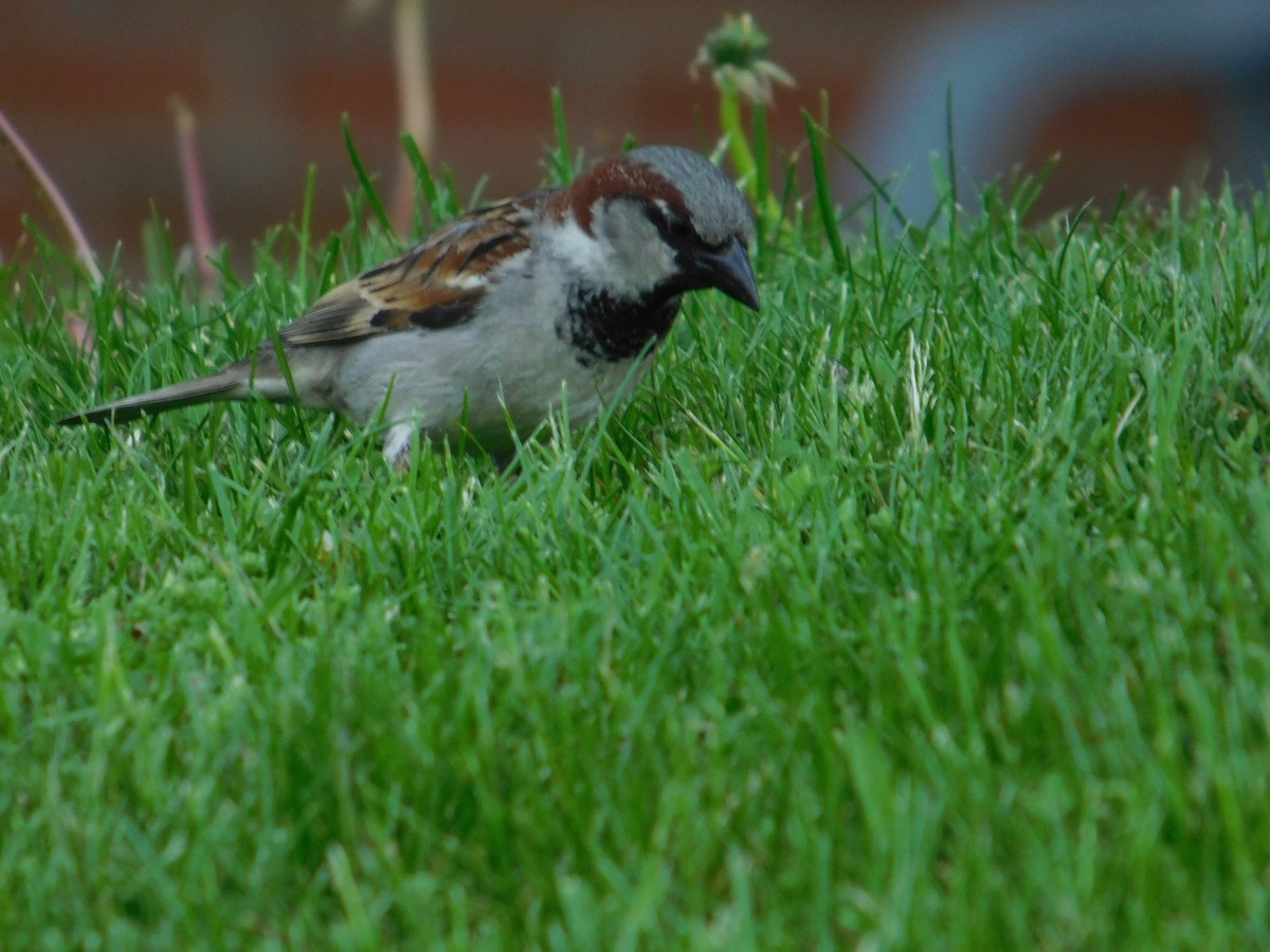 House Sparrow - Arrow Z L