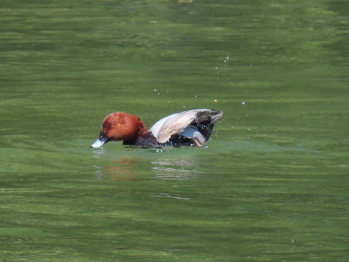 Common Pochard - Thomas Brooks