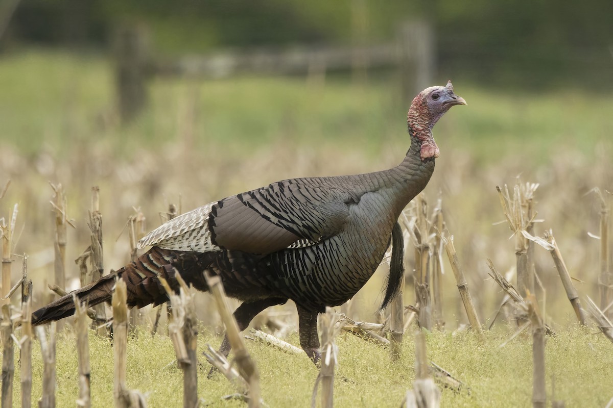 Wild Turkey - Michael Bowen