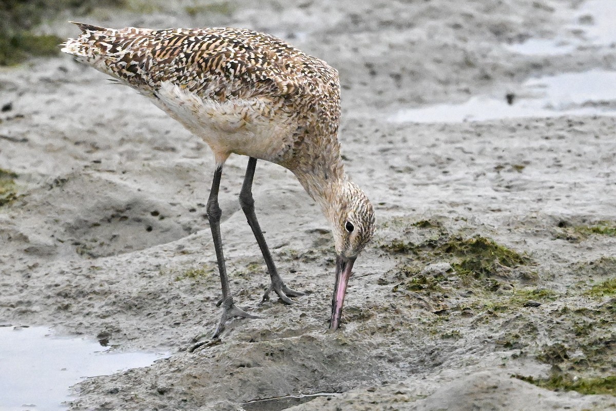 Marbled Godwit - ML618830867