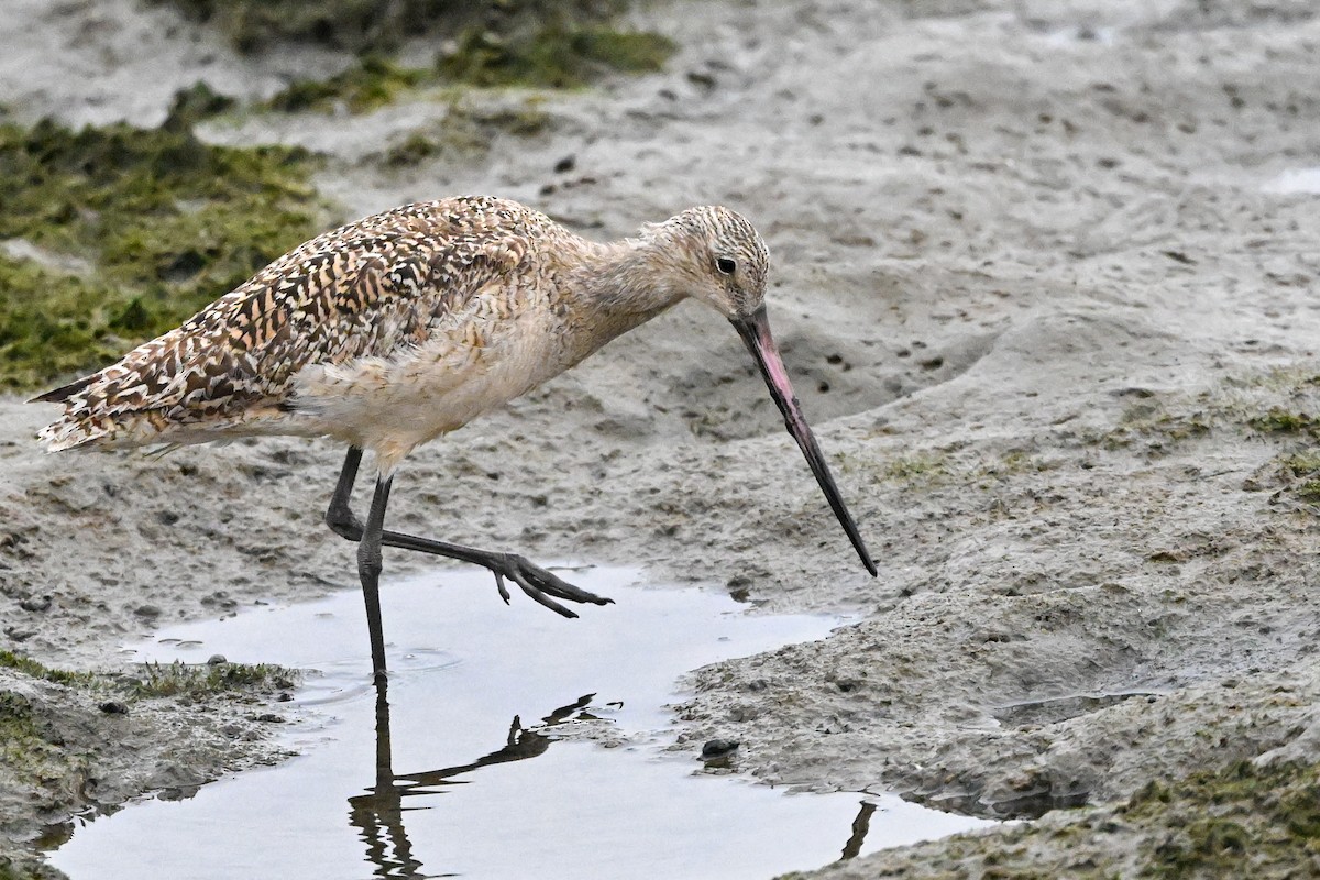 Marbled Godwit - Denis Neukomm