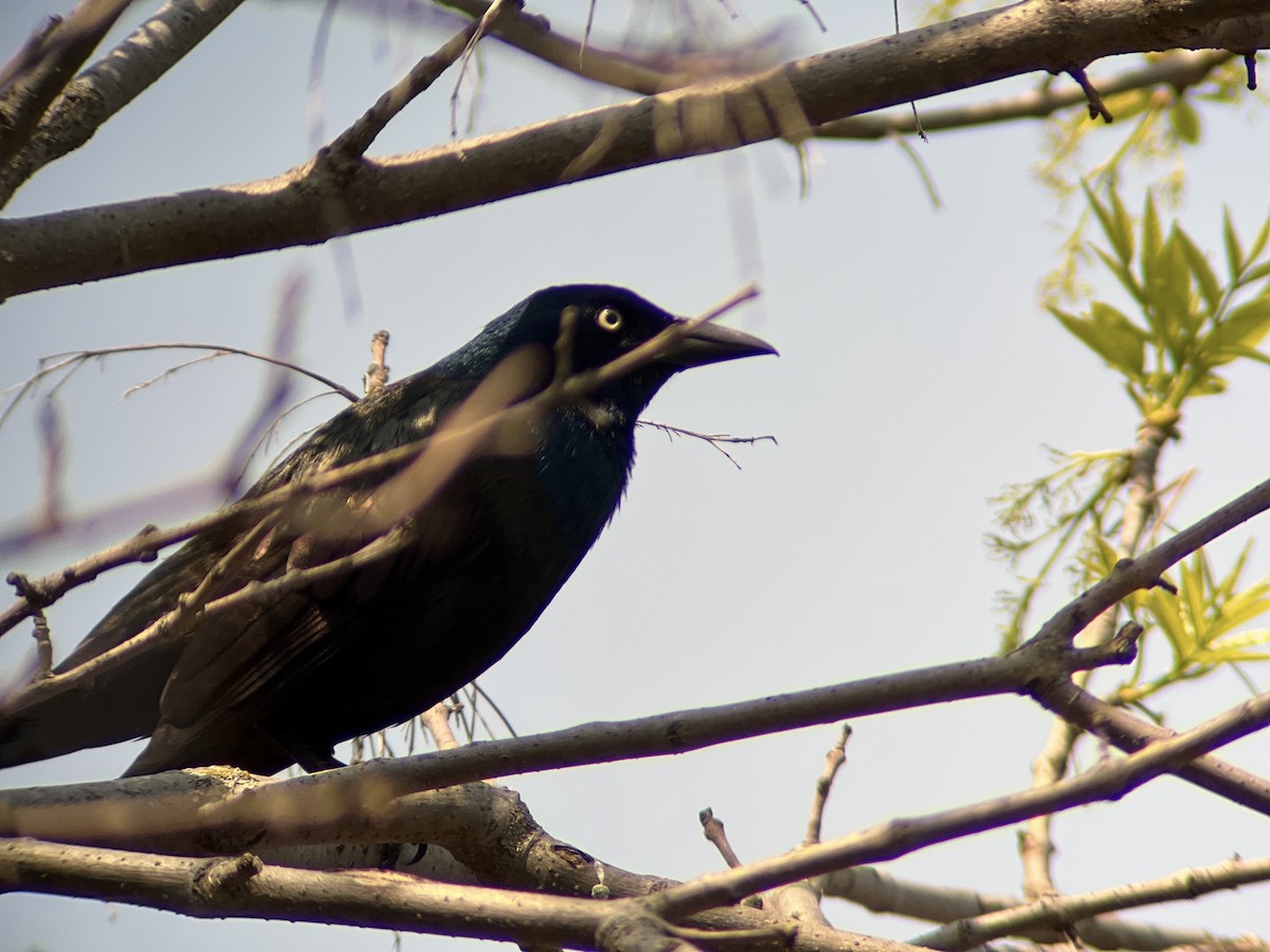 Common Grackle - Zoe Newell-Hickman