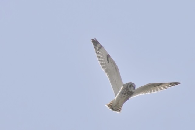 Short-eared Owl (Northern) - David Ross