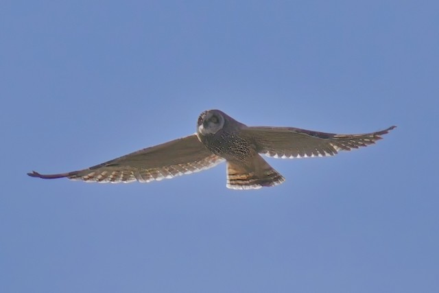 Short-eared Owl (Northern) - David Ross