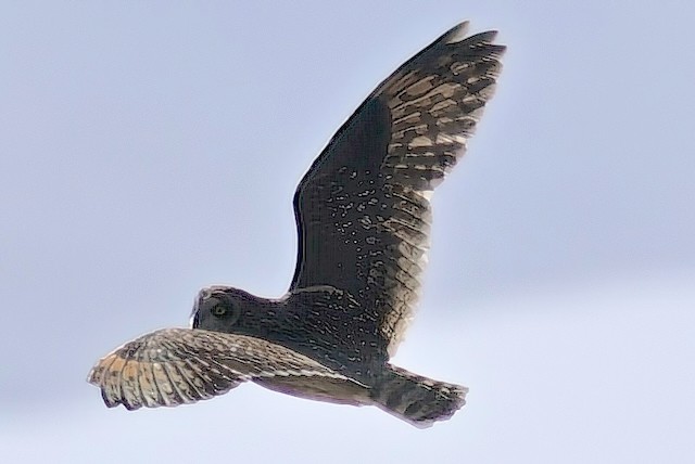 Short-eared Owl (Northern) - ML618830884