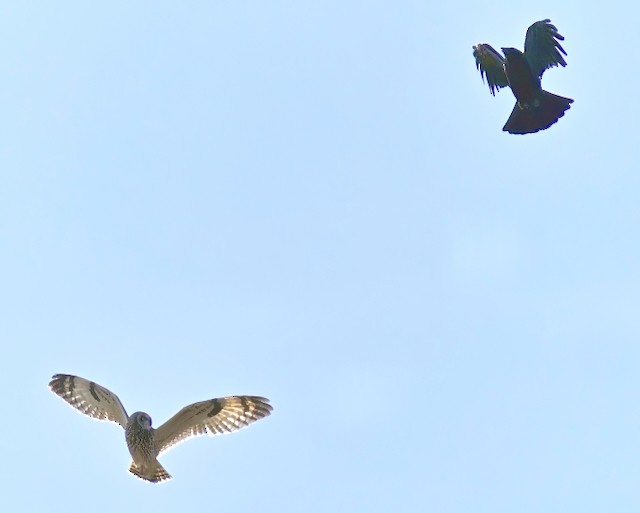 Short-eared Owl (Northern) - David Ross