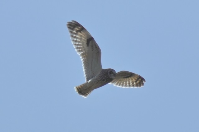 Short-eared Owl (Northern) - David Ross