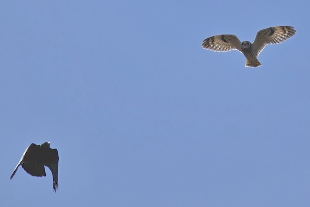 Short-eared Owl (Northern) - David Ross