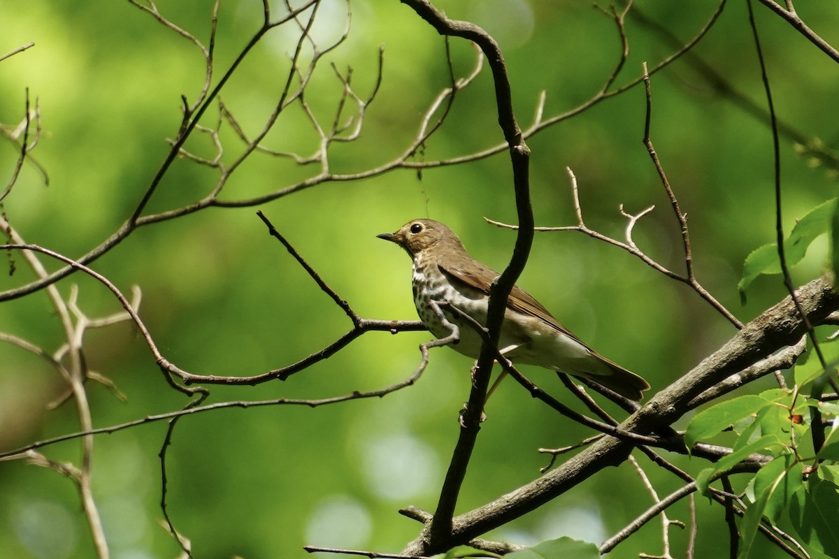 Swainson's Thrush - Jay Jarvis