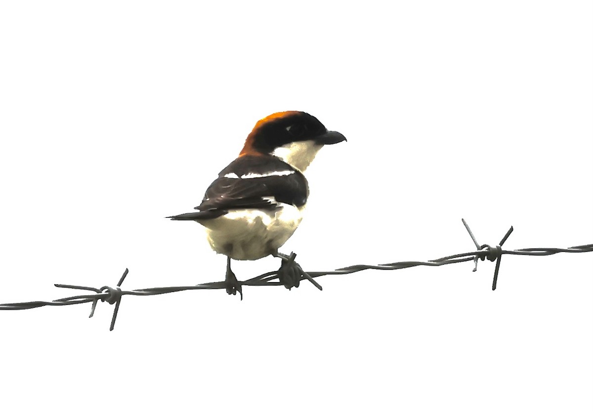 Woodchat Shrike - ML618830902