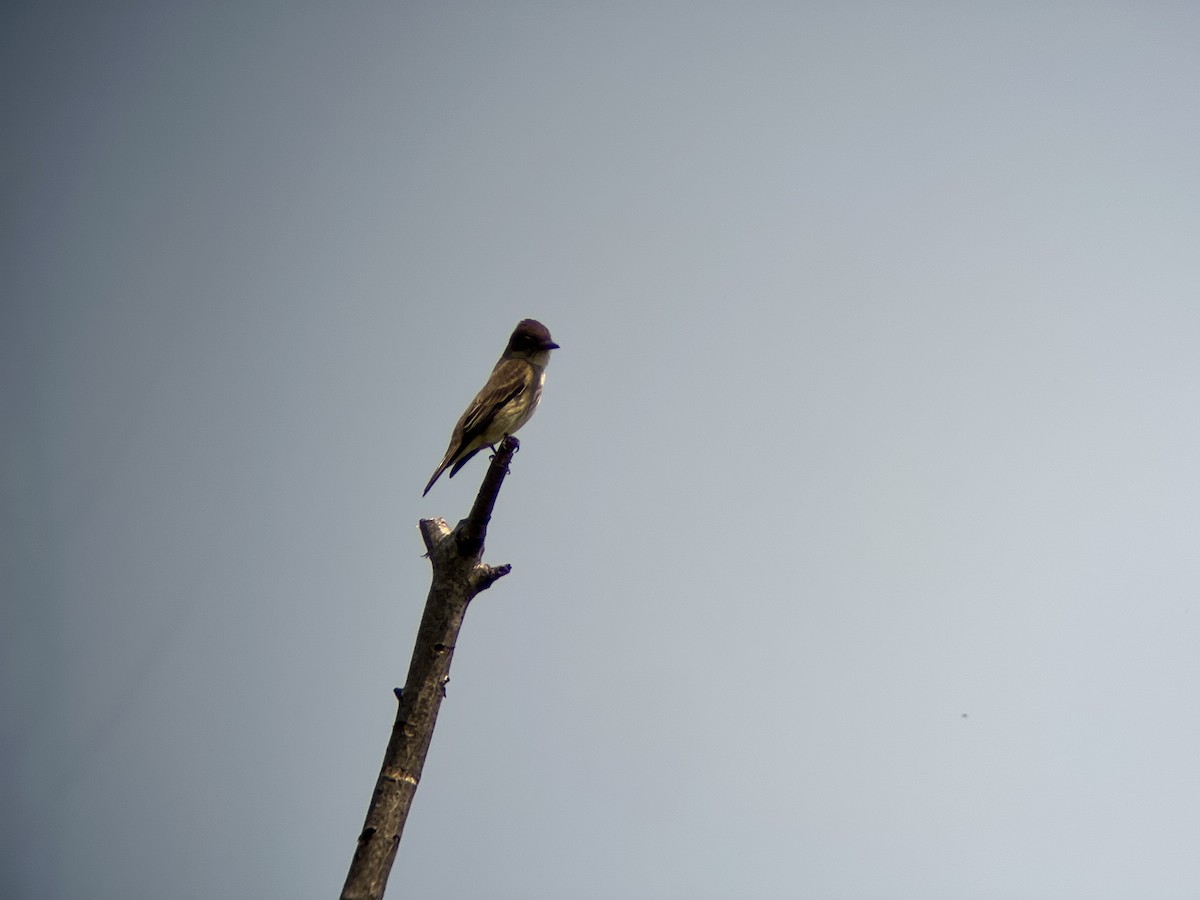 Olive-sided Flycatcher - Zoe Newell-Hickman