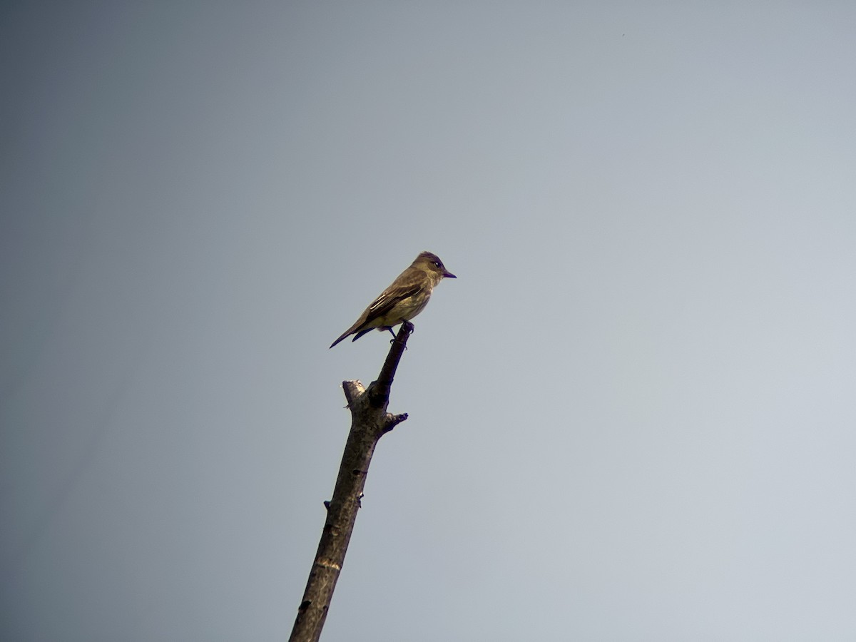 Olive-sided Flycatcher - Zoe Newell-Hickman