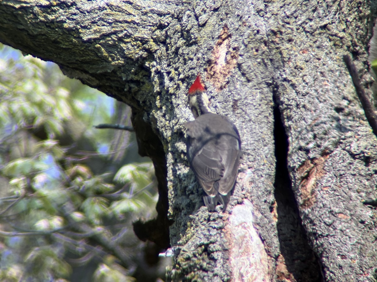 Pileated Woodpecker - Zoe Newell-Hickman