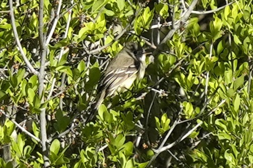 Dusky Flycatcher - ML618830941