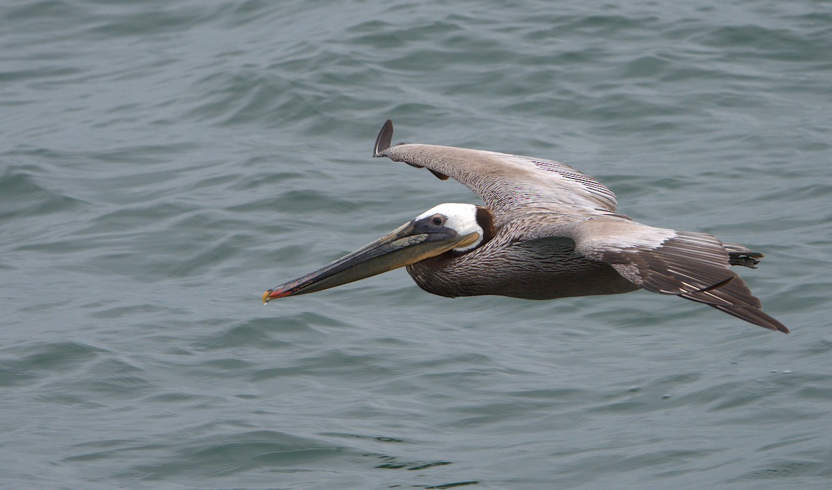 Brown Pelican - Curtis Marantz