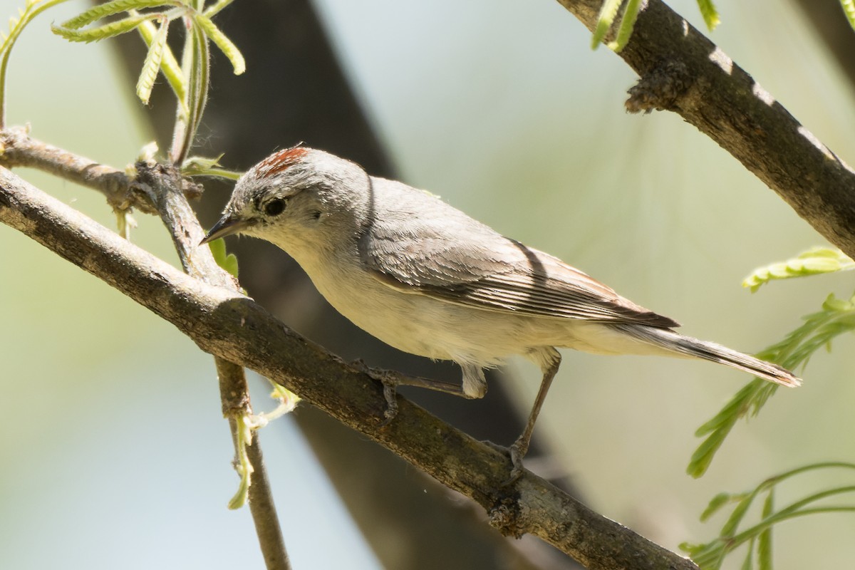 Lucy's Warbler - Lori Buhlman