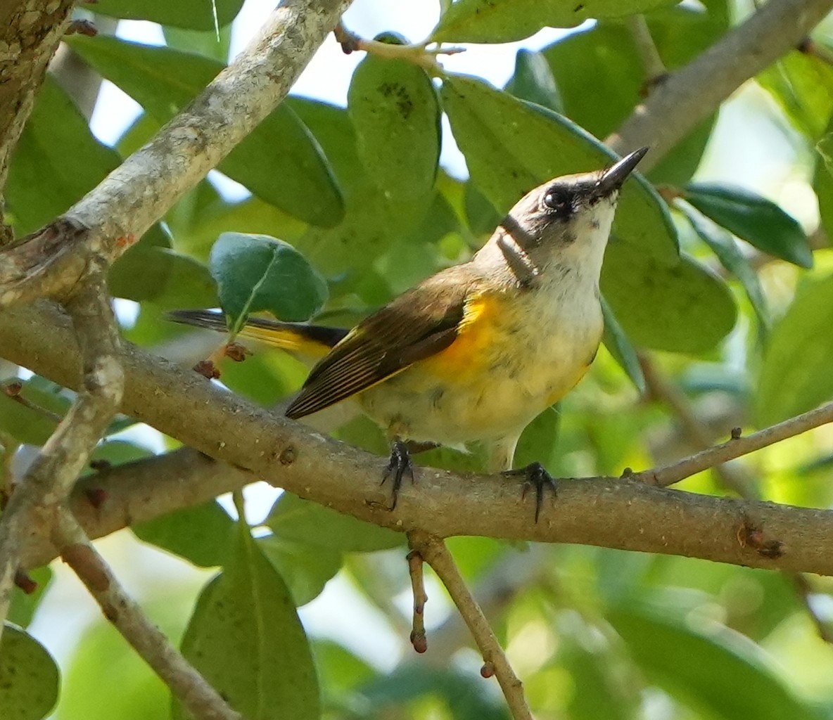 American Redstart - Dave Bowman