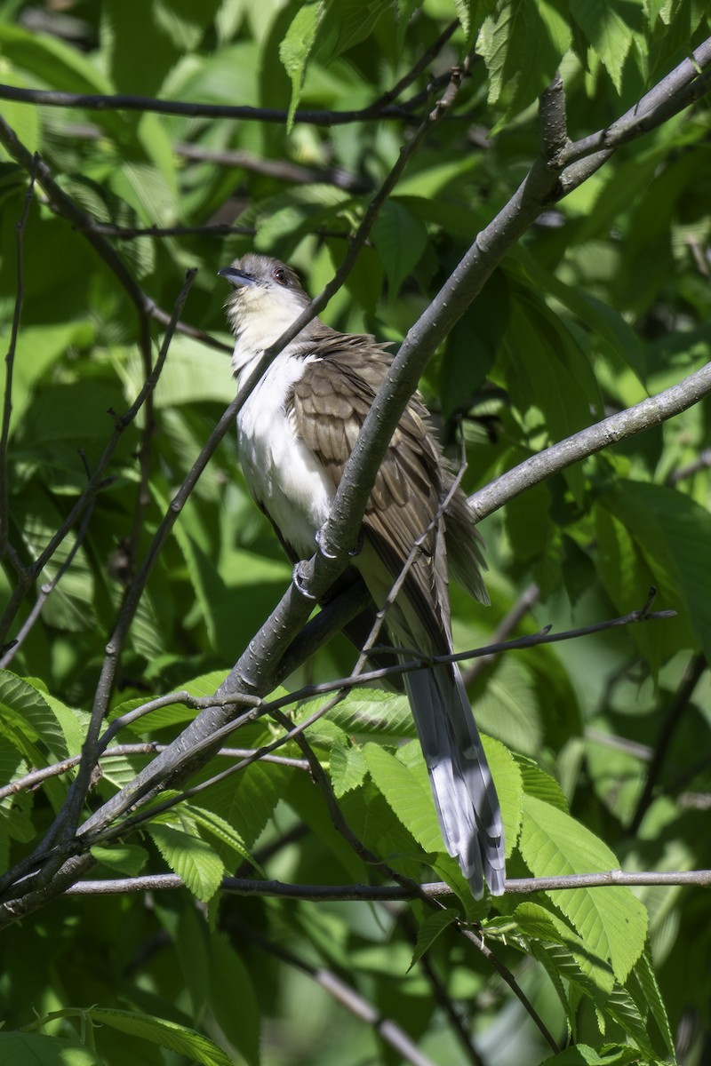 Black-billed Cuckoo - Scott Fraser