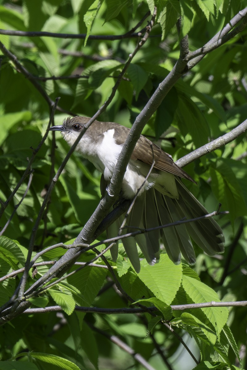 Black-billed Cuckoo - Scott Fraser