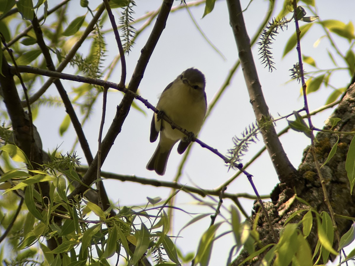 Philadelphia Vireo - Zoe Newell-Hickman