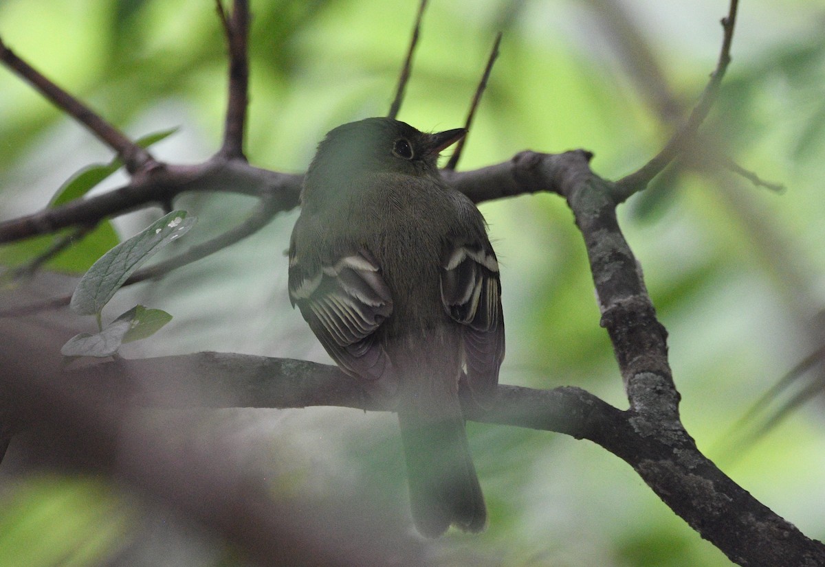 Acadian Flycatcher - ML618831008