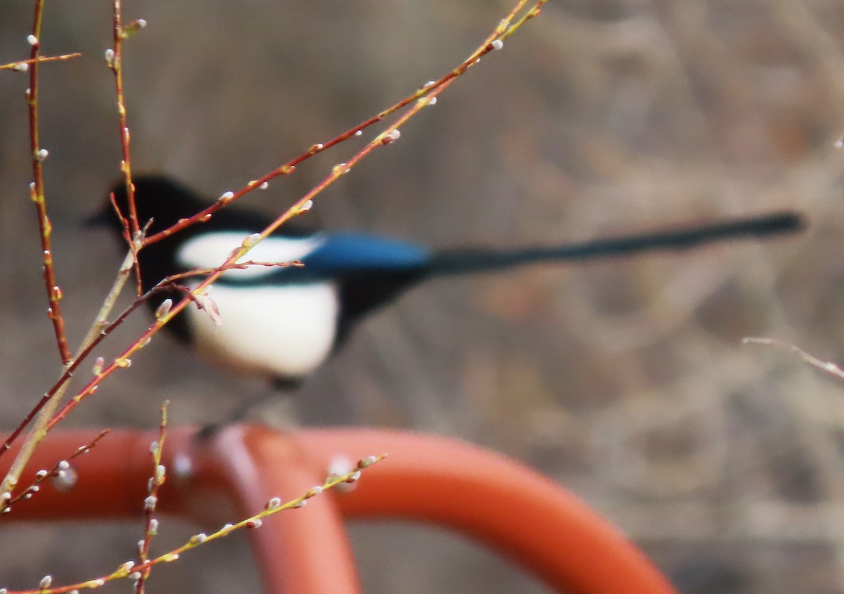 Black-billed Magpie - BEN BAILEY