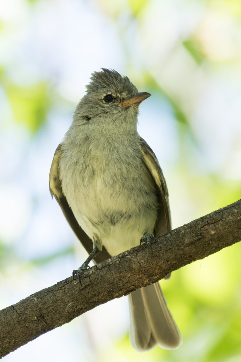 Northern Beardless-Tyrannulet - Lori Buhlman