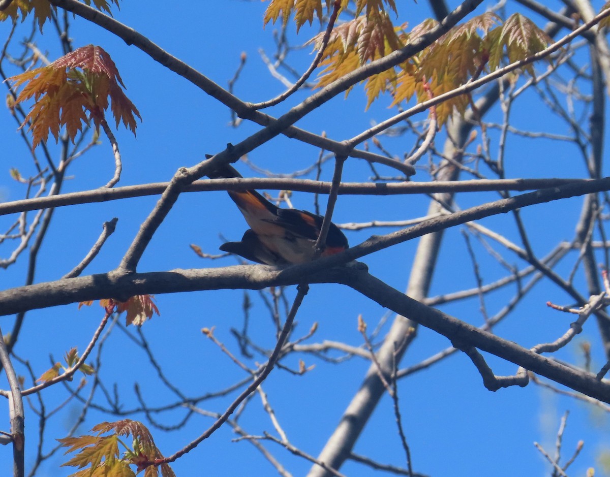 American Redstart - Serge Benoit