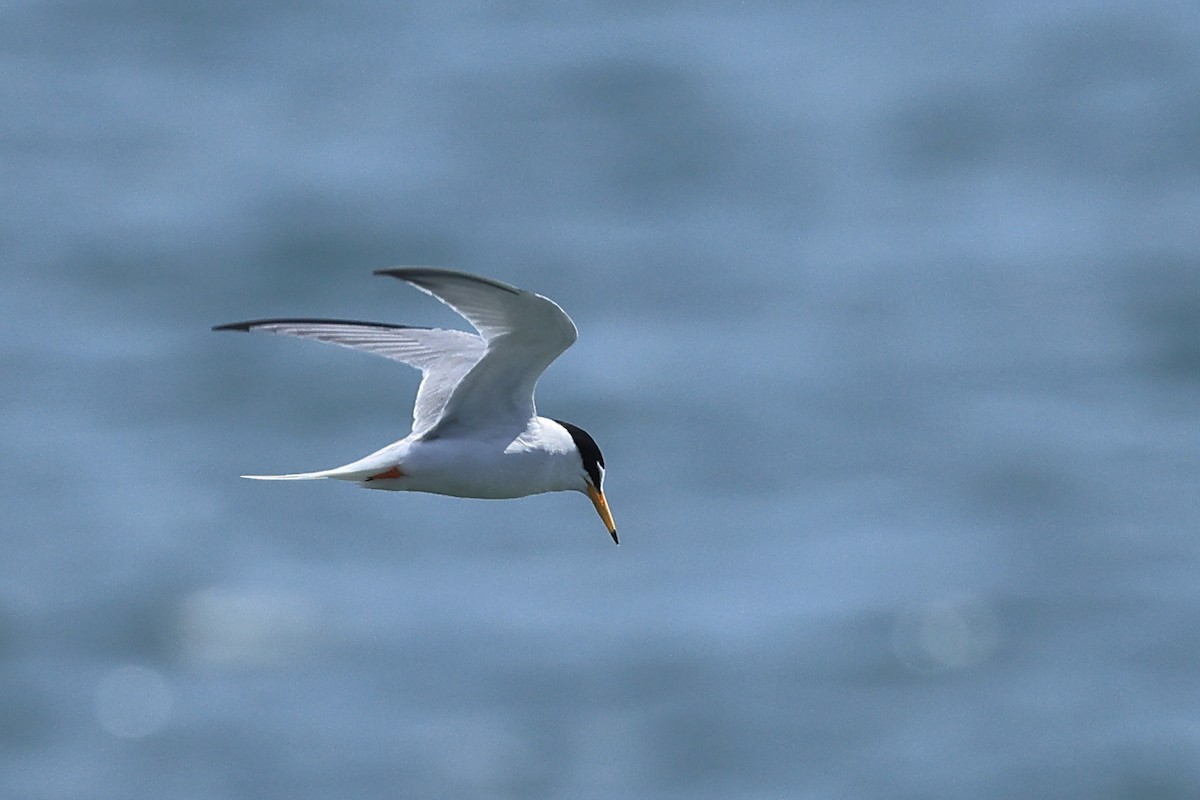 Little Tern - Paul (Mac) Smith   🦅