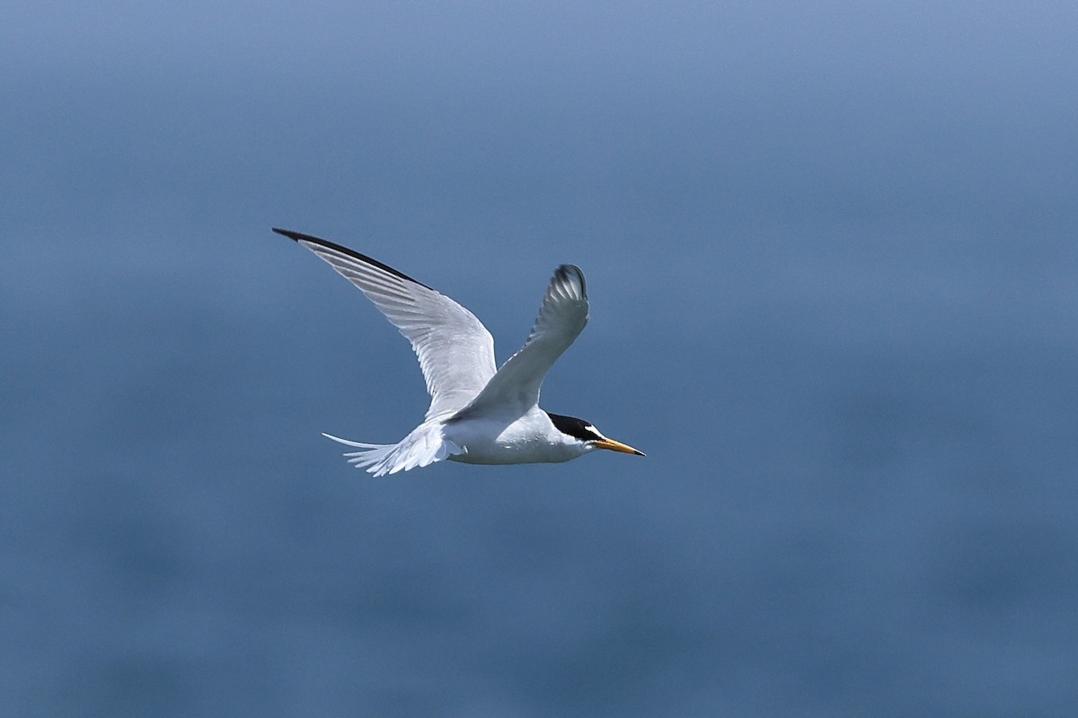 Little Tern - Paul (Mac) Smith   🦅