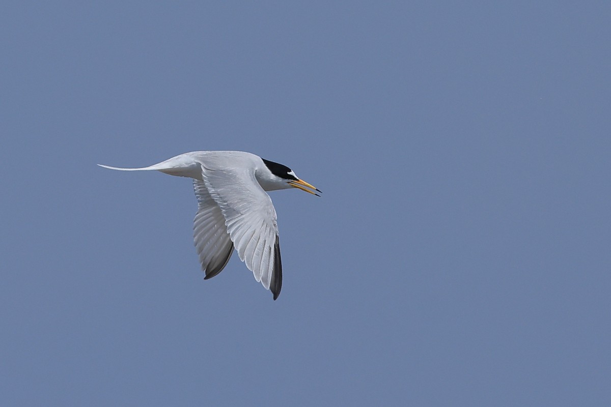 Little Tern - Paul (Mac) Smith   🦅