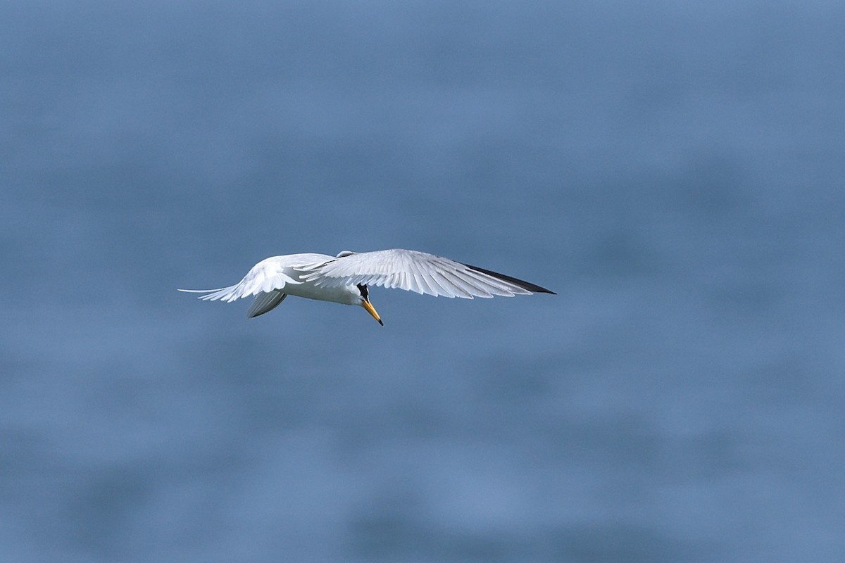 Little Tern - Paul (Mac) Smith   🦅