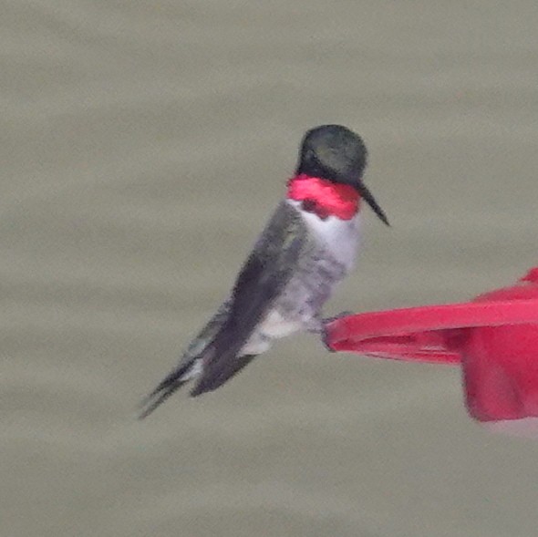 Ruby-throated Hummingbird - ML618831038