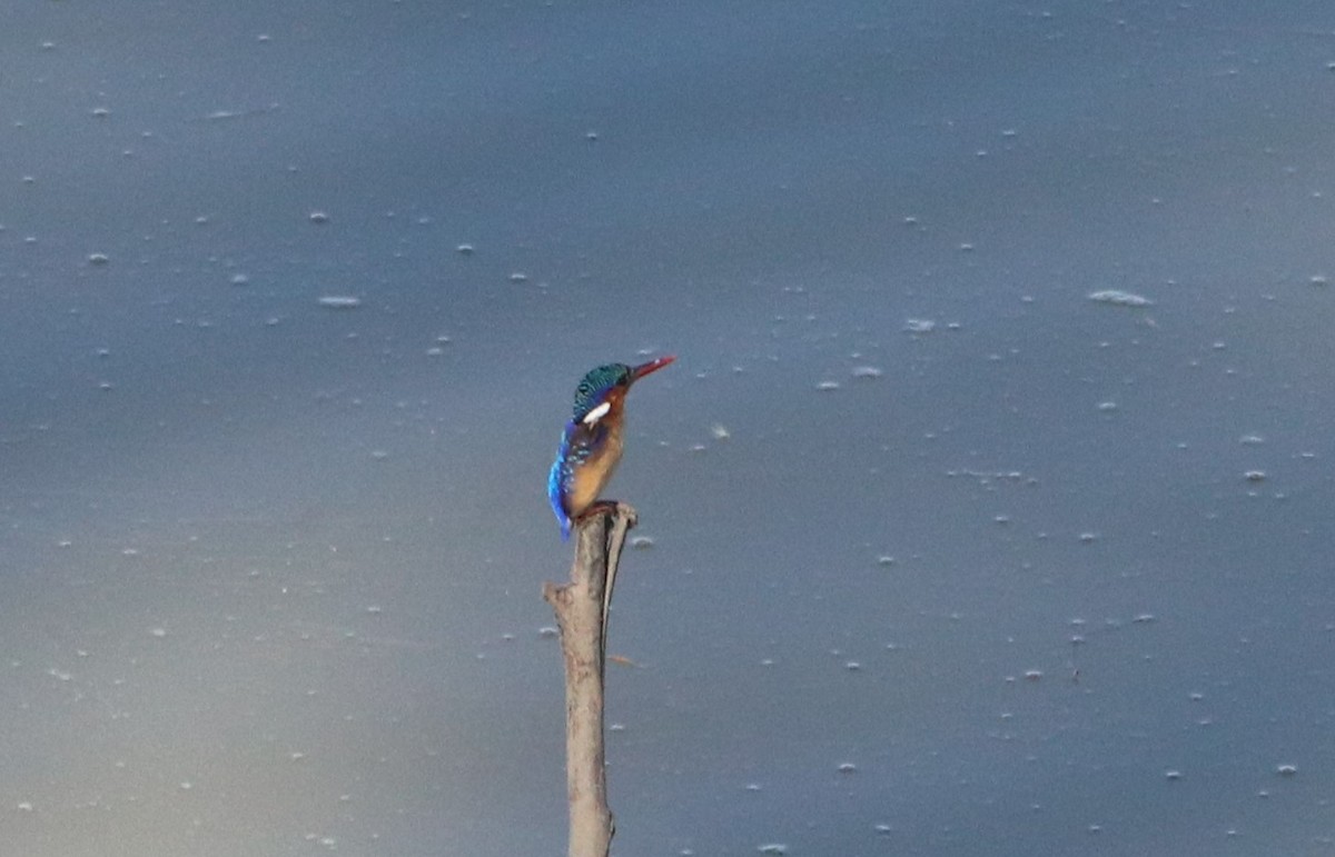 Malachite Kingfisher - Chad Vanden Bosch