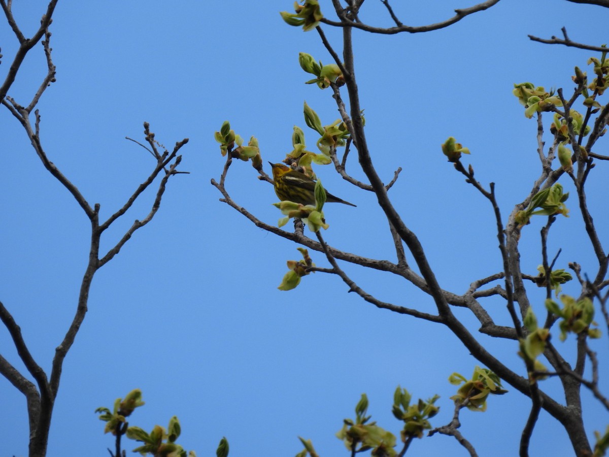Cape May Warbler - colleen resendiz