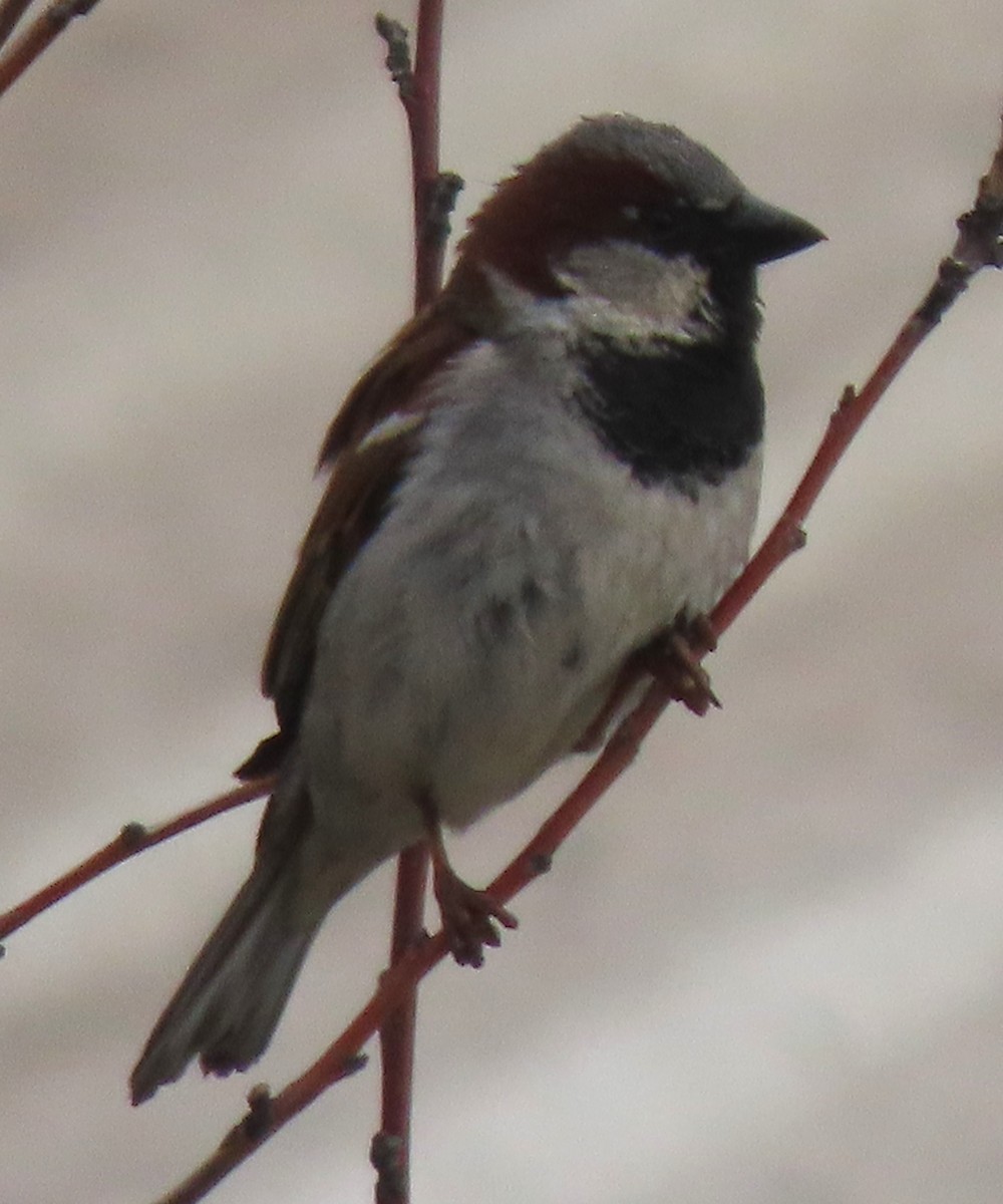 House Sparrow - BEN BAILEY