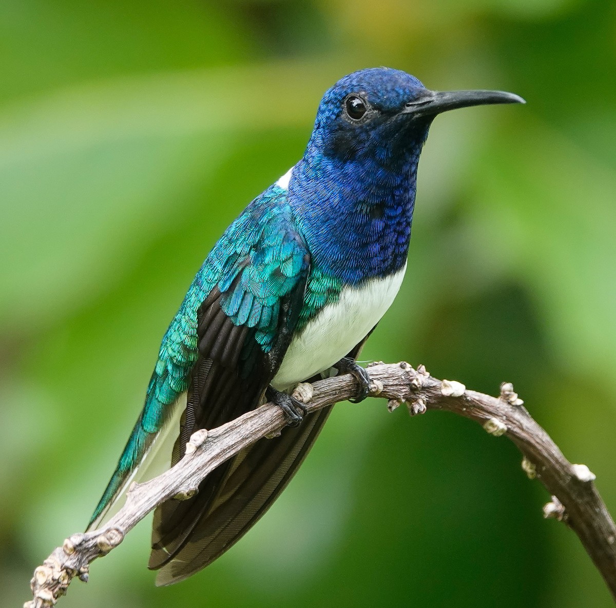 White-necked Jacobin - edgar cleijne