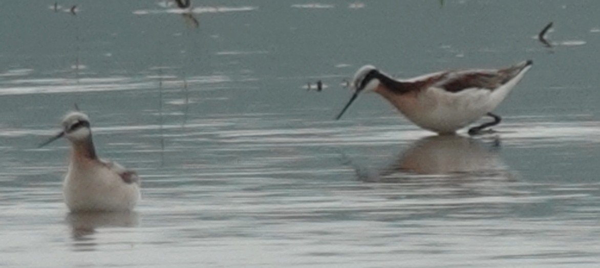 Wilson's Phalarope - ML618831060