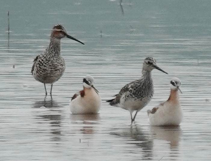 Wilson's Phalarope - ML618831061