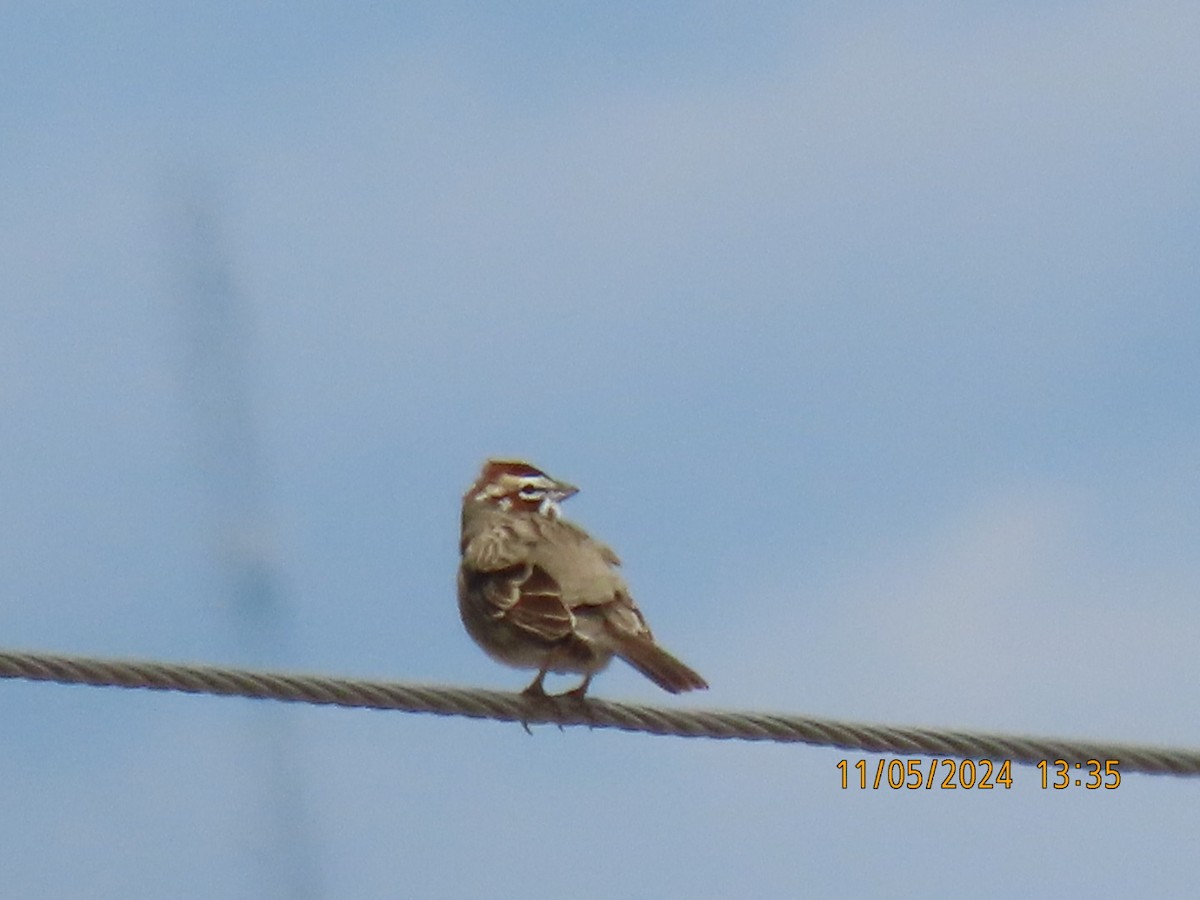 Lark Sparrow - Neldon Kunz