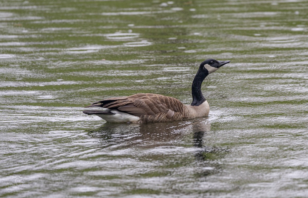 Canada Goose - ML618831068