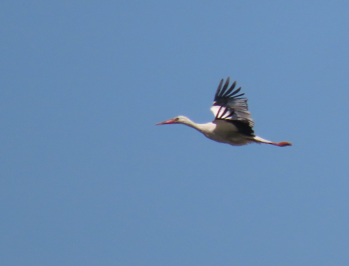 White Stork - Thomas Brooks